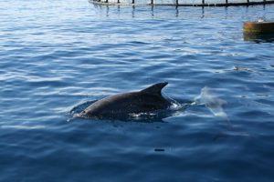 Golfo Aranci, avvistamento delfini